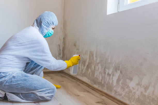 Mold Remediation specialist working in East Walpole