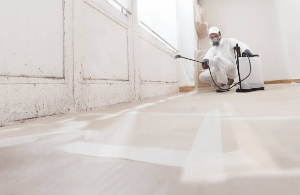 Black mold remediation team in East Walpole