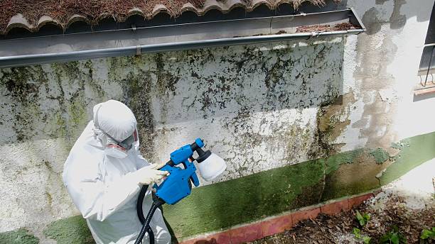 Mold Removal service in East Walpole